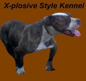 Pui Bulldog American de exceptie