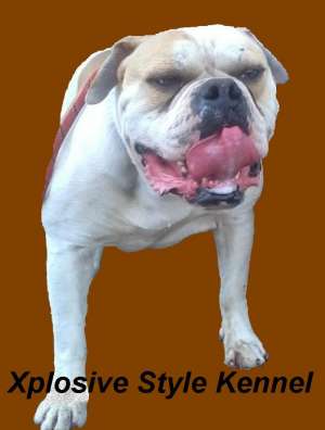 Pui Bulldog American de exceptie