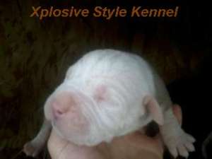 Pui Bulldog American de exceptie