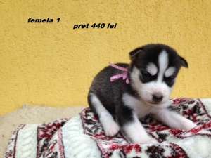 husky 350-440 lei super frumosi rasa pura