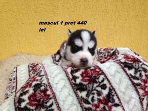husky 350-440 lei super frumosi rasa pura
