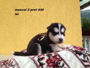 husky 350-440 lei super frumosi rasa pura