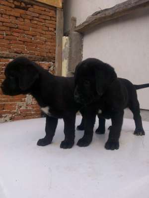 cane corso mascul si femela talie mare