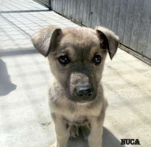 Catei pentru adoptie la adapostul primariei din Cluj
