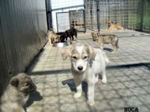 Catei pentru adoptie la adapostul primariei din Cluj