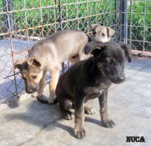 Catei pentru adoptie la adapostul primariei din Cluj