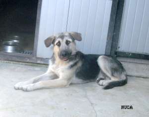 catel de talie mare,  boxa 33