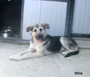 catel de talie mare,  boxa 33