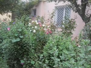 Vand Urgent