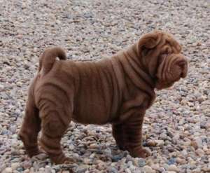 VAND PUI SHAR PEI DIVERSE CULORI