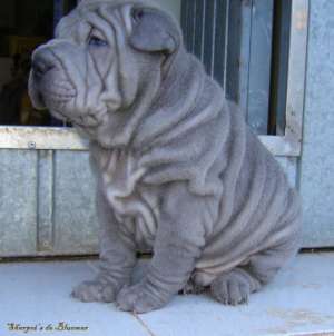 VAND PUI SHAR PEI DIVERSE CULORI