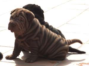 VAND PUI SHAR PEI DIVERSE CULORI