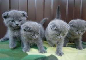 British Shorthsir , Scottish Fold