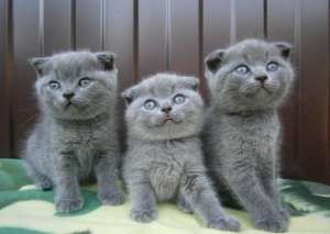 British Shorthsir , Scottish Fold
