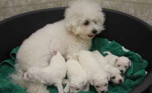 bishon frise