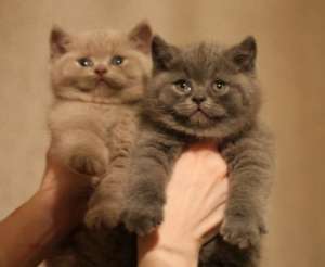 Scottish Fold toate culorile