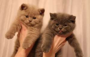 Scottish Fold toate culorile