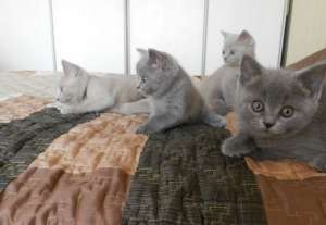 British Shorthair superb