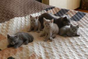 British Shorthair superb