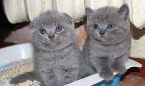 puiuti British Shorthsir , Scottish Fold toate culorile masculi si femele
