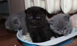puiuti British Shorthsir , Scottish Fold toate culorile masculi si femele