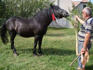 Vand armasar