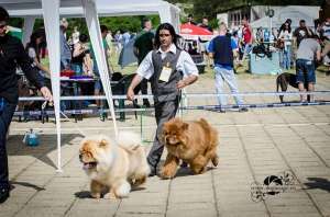 Pui Mioritic si Chow Chow