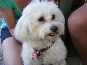 ofer pentru monta Bichon Maltez