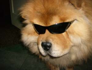 ofer mascul chow chow spre monta (5 ani)