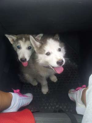 vand catei husky