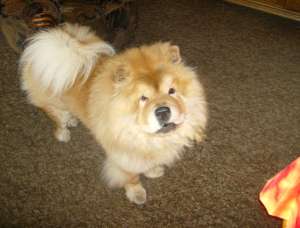 ofer mascul chow chow spre monta (5 ani)