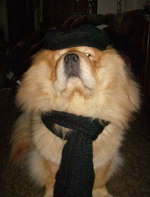 ofer mascul chow chow spre monta (5 ani)