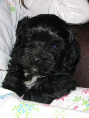 vand pui bichon 399 lei