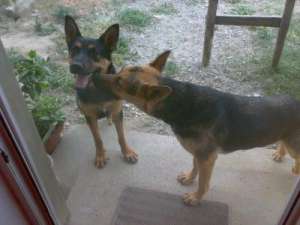 reducere..dau spre adoptie ciobanesc german.