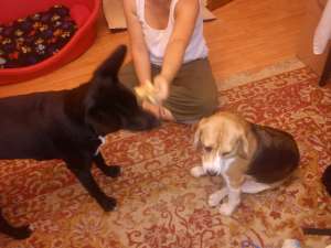 vand BEAGLE RASA PURA