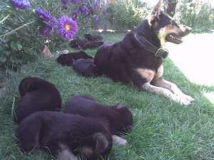 reducere..dau spre adoptie ciobanesc german.
