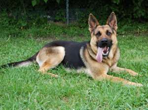 reducere..dau spre adoptie ciobanesc german.