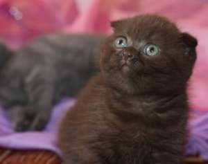 British Shorthair ciocolatiu