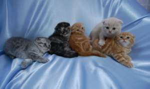 British Shorthair unicolori ,  bicolori