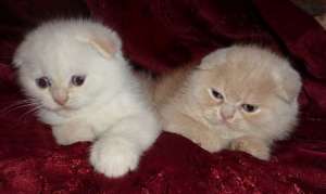 Scottish Fold crescuti in mediul familiar