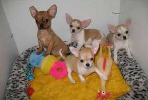 Chihuahua femele si masculi