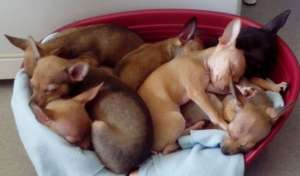 Chihuahua femele si masculi