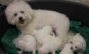 bishon frise