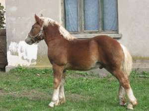 manz ciocolatiu