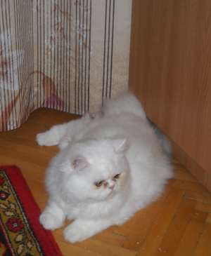 Vand mascul persan alb superb