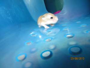 Hamsteri Roborovski � Phodopus roborovskii