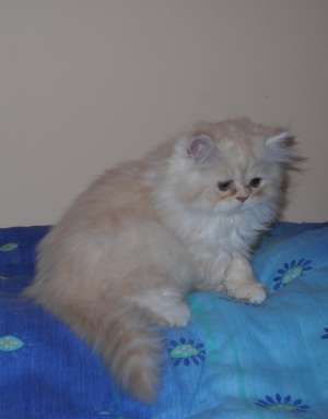 Femela persana de vanzare