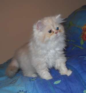 Femela persana de vanzare