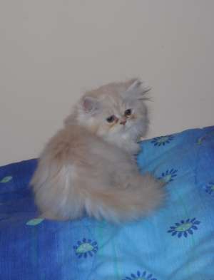 Femela persana de vanzare