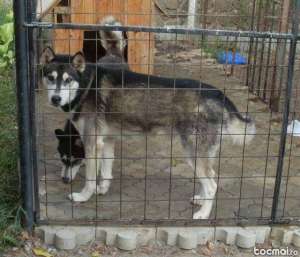 masculi husky